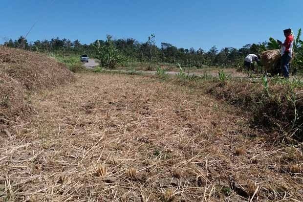 Sawah Mengering, Sejumlah Petani di Semarang Kerja Serabutan