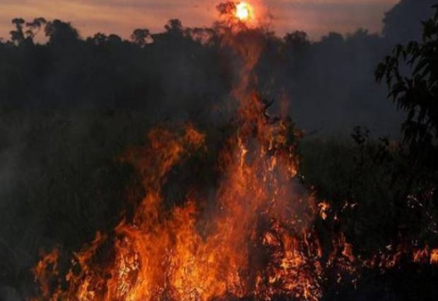 Tahun Ini Kebakaran di Hutan Amazon Meningkat 84%