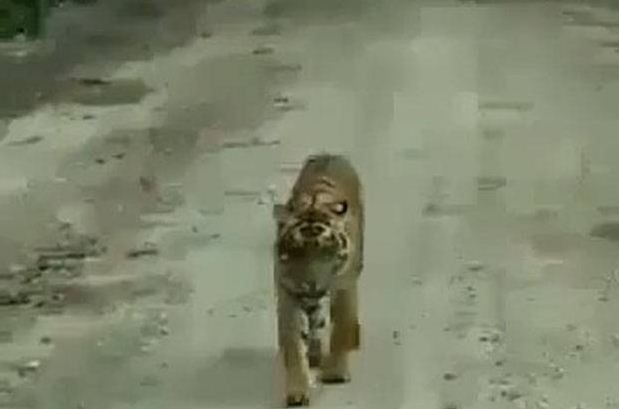 Tragis, Pria Ini Diterkam Harimau Disaksikan Temannya