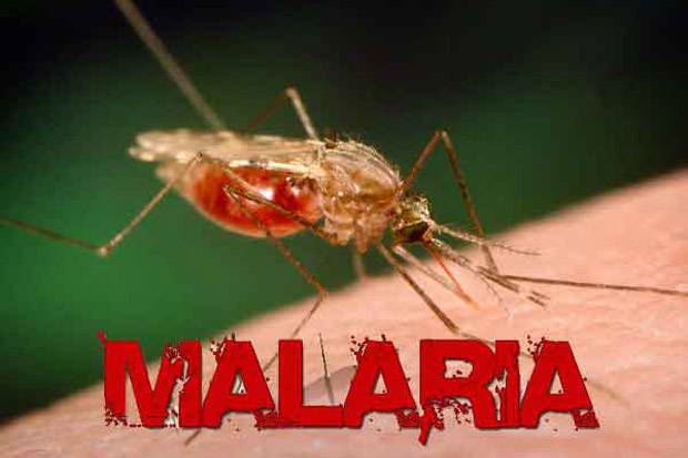 Laporan Pakar Kesehatan: Malaria Dapat Diberantas Paling Cepat 2050