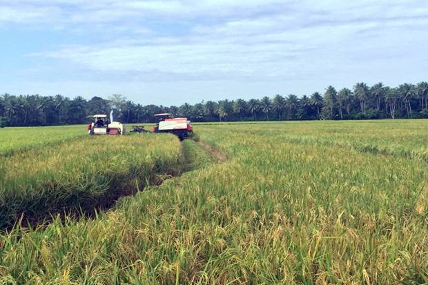 Harga Gabah Basah Naik Namun Hasil Panen Turun 30 Persen