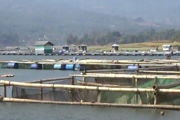 Puluhan Ton Ikan di Jala Apung Waduk Darma Mati Mendadak