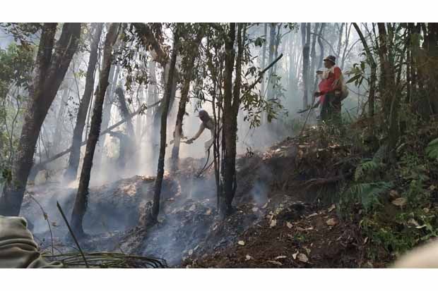 22,5 Hektare Hutan Gunung Sumbing Hangus Terbakar