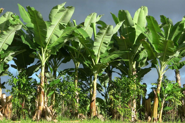 Minum Jus Batang Pohon Pisang bisa Atasi Diabetes dan Anemia