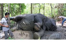 Seekor Gajah Sumatera Ditemukan Mati di Perusahaan Bahan Baku Kertas