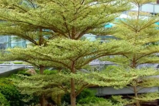 Pemkot Semarang akan Tanam Pohon di Jalan Protokol Sepanjang 118,446 Meter