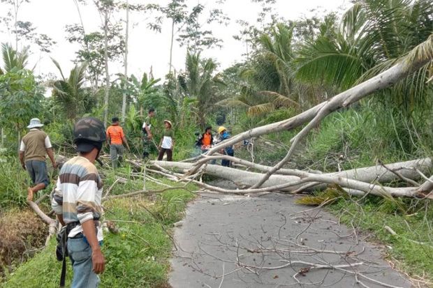 Hujan Angin, Belasan Pohon di Sleman Tumbang Timpa Rumah