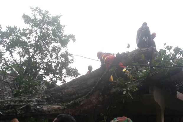Pohon Tumbang Diterjang Hujan Angin Rusak Dua Rumah Warga Slaman