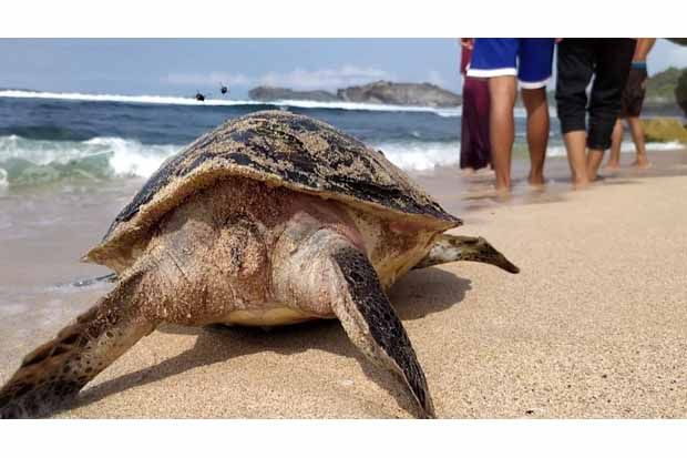 Bangkai Penyu Berbobot 15 Kg Ditemukan di Pinggir Pantai Somandeng