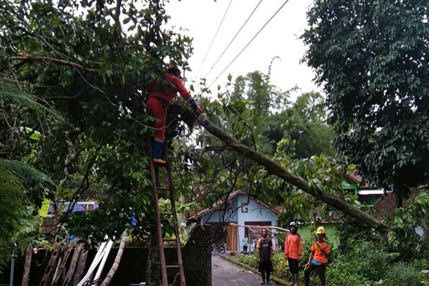 Hujan Angin Tumbangkan Pohon di Sleman, Timpa Jaringan Listrik dan Rumah