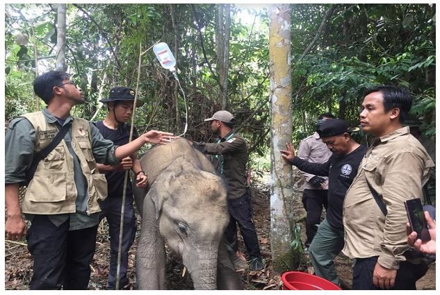 Miris, Anak Gajah Ini Terkena Jerat Pemburu