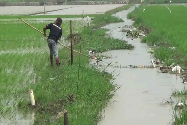 Puluhan Hektare Tanaman Padi di Kendal Rusak Terendam Banjir