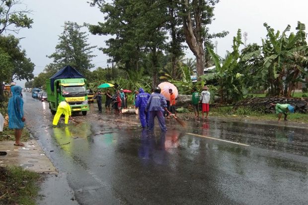 Pohon Randu Tumbang, Jalan Banjarnegara-Semarang Sempat Buka-Tutup