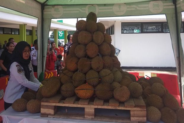 100 Durian Gratis Ludes Diserbu Pengunjung Festival Durian Tirtonadi