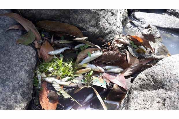 Sungai Ngrancah Tercemar, Ribuan Ikan Mati