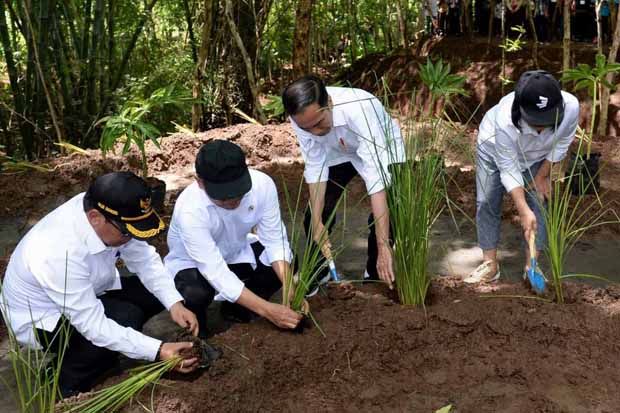 Jokowi Ajak Masyarakat Pulihkan Hulu DAS dengan Agroforestri