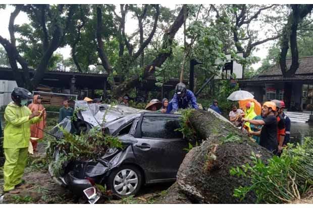 Hujan Deras Talud di Sleman Ambrol, Pohon Tumbang Timpa Mobil