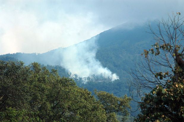 Kemarau Panjang, 541 Hektar Hutan di Mojokerto Terbakar