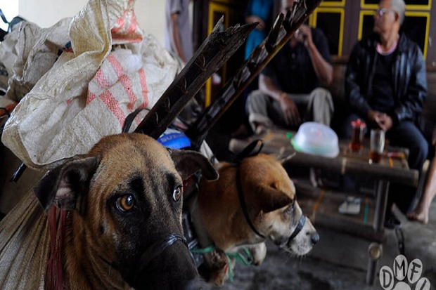 Australia: Indonesia, Setop Perdagangan Anjing - Kucing untuk Konsumsi
