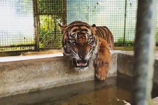 Atan, Harimau Sumatera Nyasar Masuk Ruko Kini Depresi Setelah Dikarantina