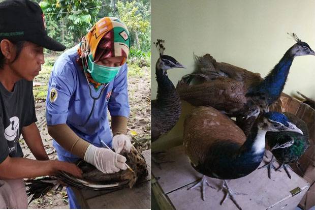 Petugas Gagalkan Usaha Penyelundupan 7 Ekor Burung Merak ke Malaysia