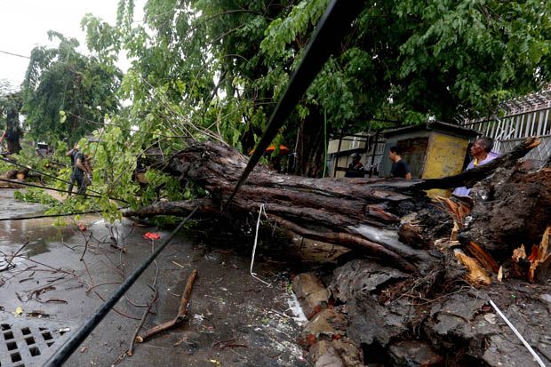 Surabaya Dilanda Hujan dan Angin Kencang, Puluhan Pohon Tumbang