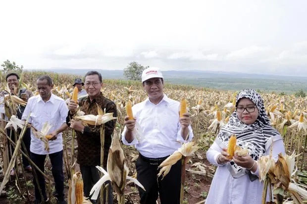 Di Tuban,  Menteri Pertanian Panen Raya Jagung