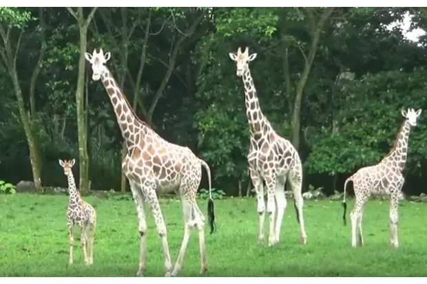 Azzanti Malu Saat Pertama Kali Dipamerkan di Taman Safari II