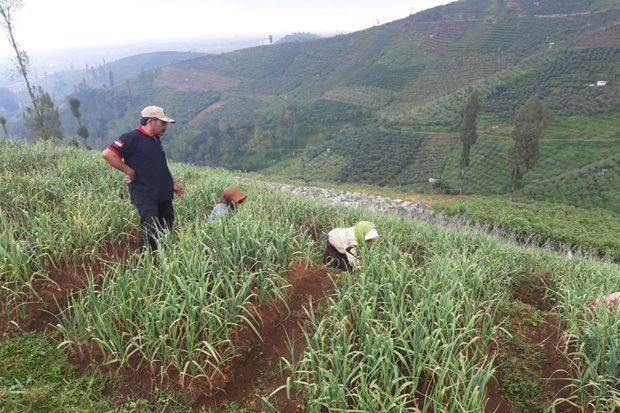 Potensi Lahan Bawang Putih di Pasuruan 3.000 Hektare