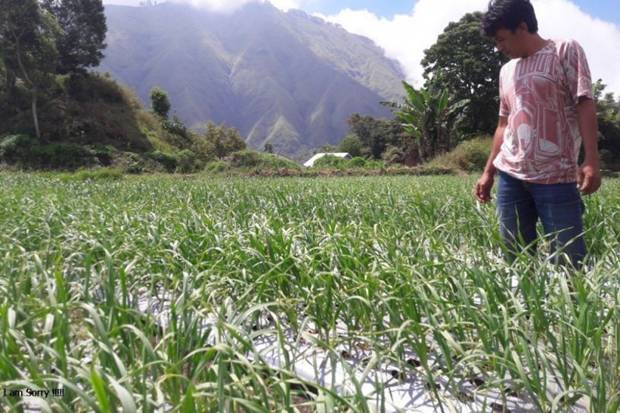 Petani Bawang Putih di Probolinggo Terapkan Budidaya Ramah Lingkungan