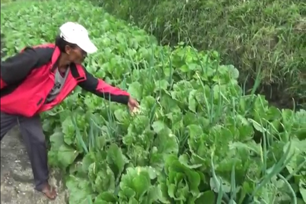 Embun Beku Ancam Ratusan Hektar Tanaman Pertenian di Lereng Bromo