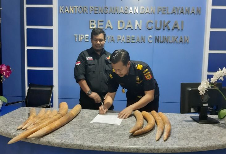 10 Gading Gajah dari Malaysia Gagal Diselundupkan ke Indonesia