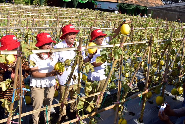 Petik Langsung Melon Jadi Primadona Pengunjung Petro Agrifood