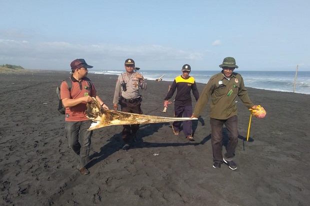 Tulang Ikan Paus di Pantai Bambang Dievakuasi BKSDA