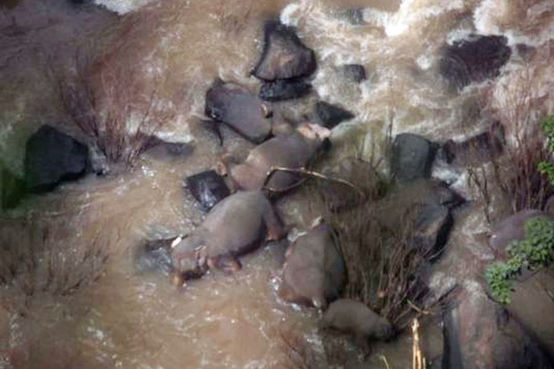 Berupaya Selamatkan Bayi Gajah, 6 Gajah Mati Jatuh dari Air Terjun