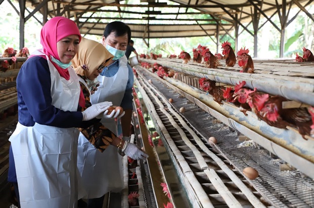 Khofifah Imbau Masyarakat Tak Perlu Cemas Konsumsi Telur Jatim