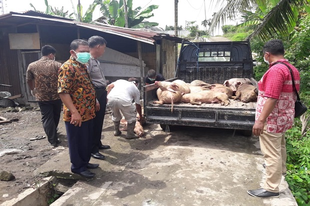 Cegah Kolera Babi, Polsek Padang Hilir Kubur Bangkai Babi