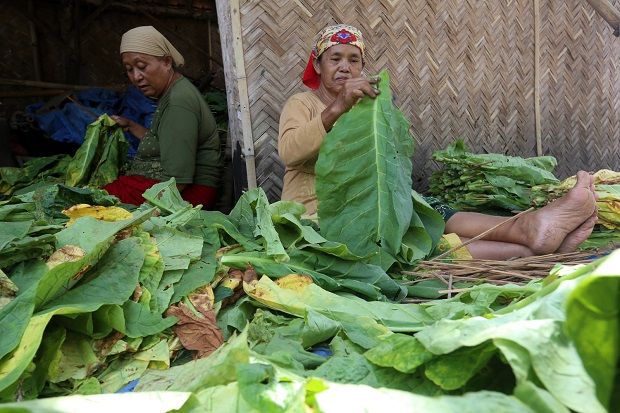 Mau Kemana Industri Tembakau Indonesia di Tengah Aturan Eksesif?