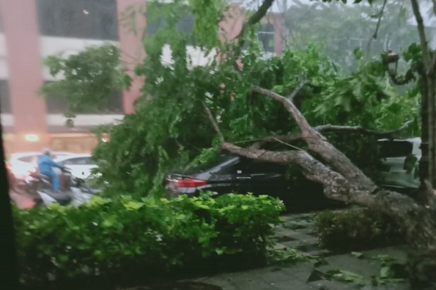 Hujan Disertai Angin, 2 Warga Surabaya Tewas Tertimpa Pohon