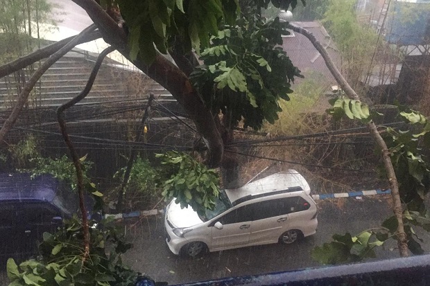 Hujan Disertai Angin Kencang, 38 Pohon Tumbang di Surabaya