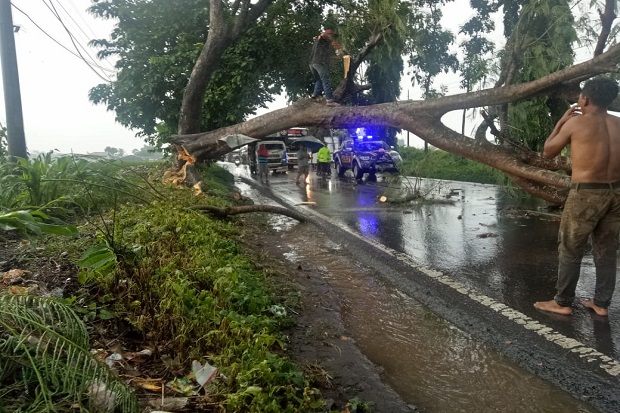 Hujan Lebat Disertai Angin Robohkan Pohon di Jalur Malang-Blitar