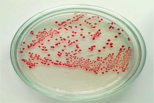 Peneliti Ma Chung Temukan Antibiotik Berbahan Bakteri Laut