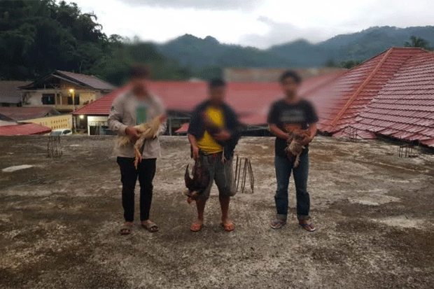 Polisi Tana Toraja Amankan 3 Pelaku Judi Sabung Ayam