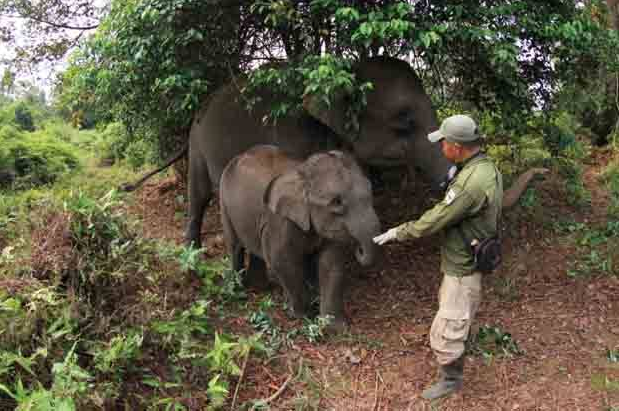 Dampak Karhutla, 8 Ekor Gajah Dievakuasi