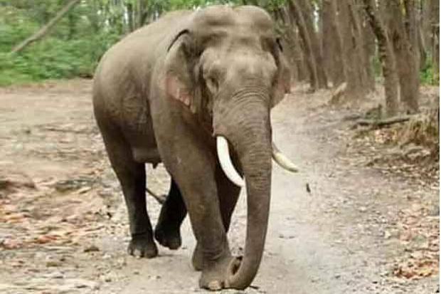 Tak Tahan Asap, Gajah Lari ke Perkebunan Milik Warga
