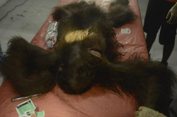 Duka Orangutan Kalimatan, Ditembak 130 Kali dan Disabet Parang