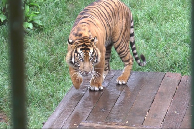 Warga Sekayu Diserang Harimau Sumatera di Kebun Teh Gunung Dempo