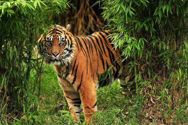 Petani Kopi di Lahat Tewas di Kebun, Diduga Diterkam Harimau