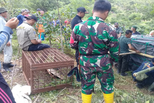 Masuk Perangkap, Harimau Sumatera Dibawa ke Lampung