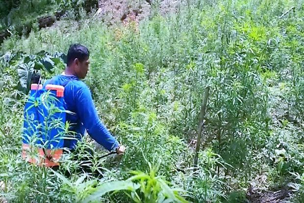Ladang Ganja Seluas 5 Hektare Siap Panen Ditemukan di Bukit Tor Simartawa Madina